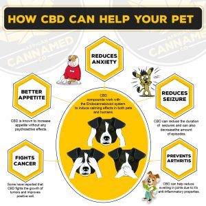 CBD oil for pets