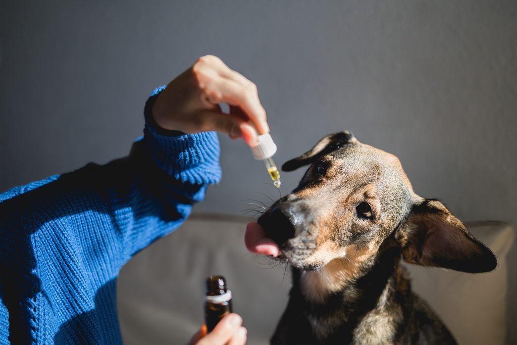 CBD Oil For Pets South Africa: The Complete Guide